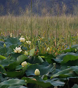 Photo of Lotus and Rice
