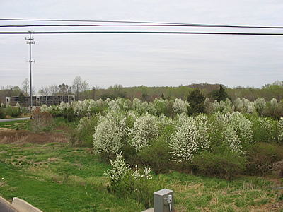 Bradford Pears growing adjacent to Montrose Road and I-270